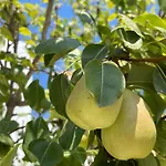 Astyvillas בית נופש Livadi (Astypalaia)