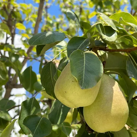 Astyvillas Vakantiehuis Livadi (Astypalaia)